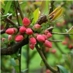 S pou��van�m gemmo � v��a�kov som ve�mi spokojn�