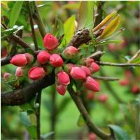 S pou��van�m gemmo � v��a�kov som ve�mi spokojn�