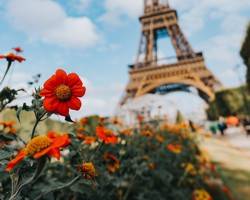 Gemmoterapia poch�dza z Franc�zska